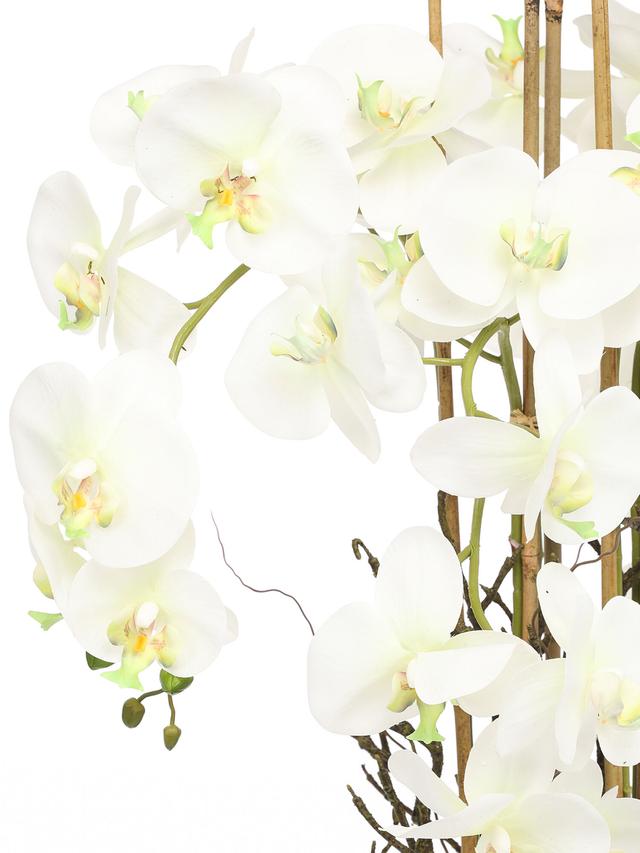Orchidee Phalaenopsis, ca. 120 cm