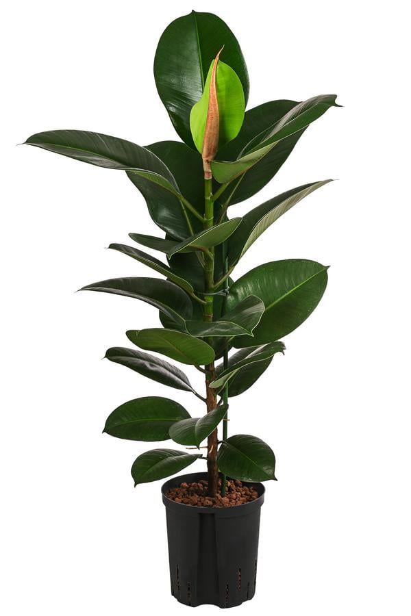 Gummibaum - Ficus elastica 'Robusta',