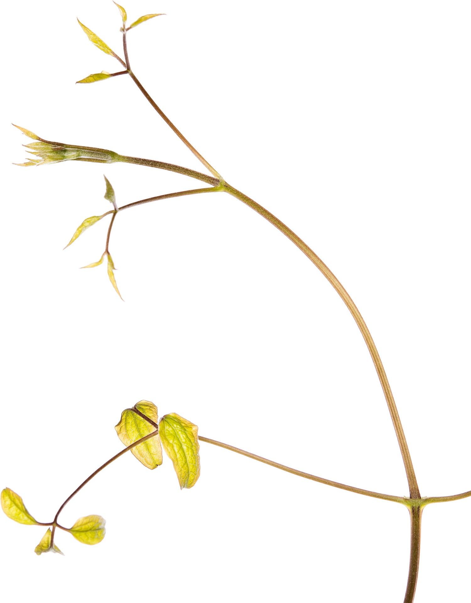 Bosrank (Clematis viticella 'Etoile Violette') D 16 H 75 cm