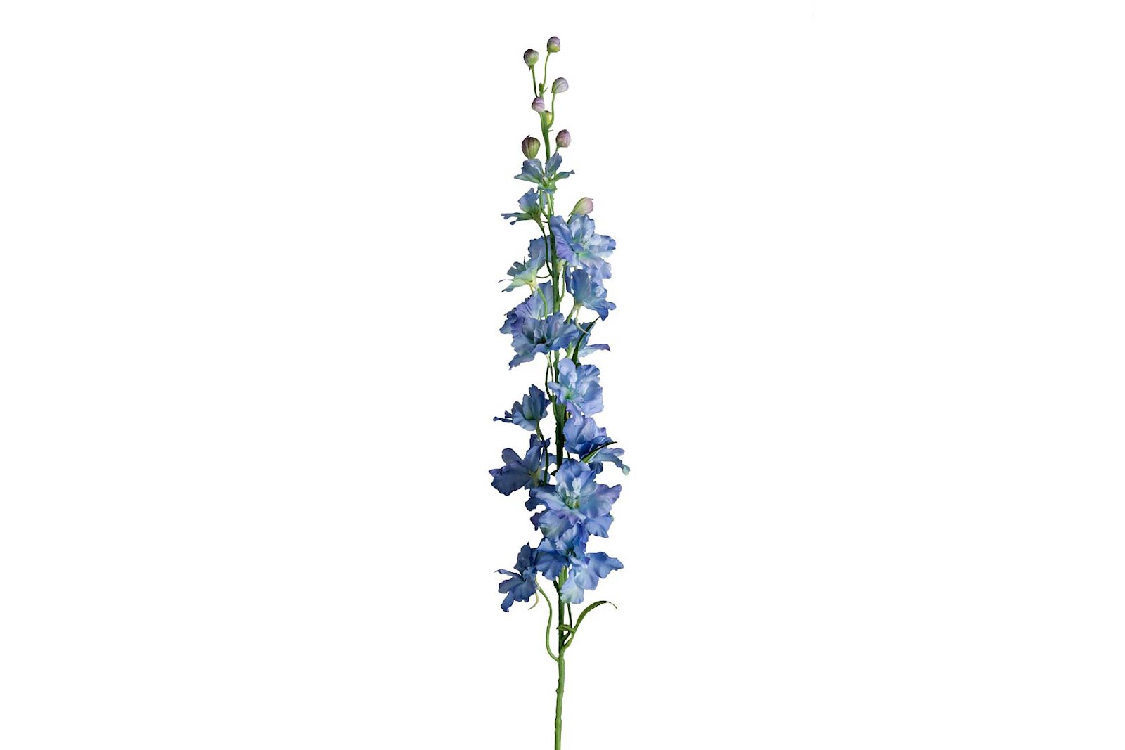 Delphinium stilkblomst Grønn/blå H90 cm