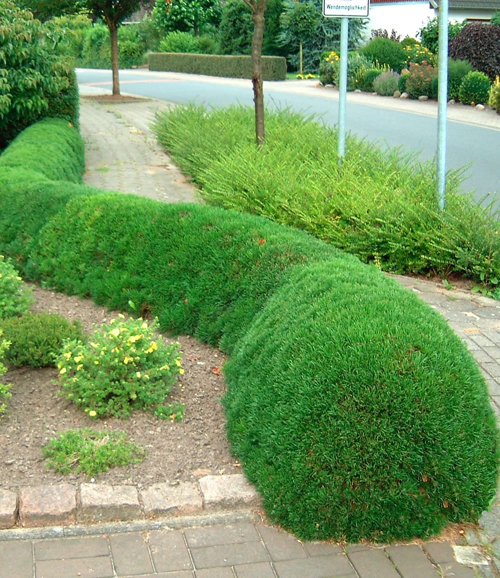 Pinien-Hecke