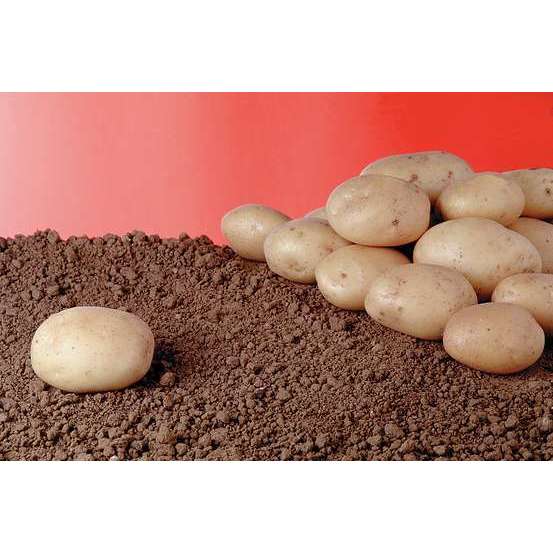 Plants de pommes de terre 'Bintje' Bio en clayette x60