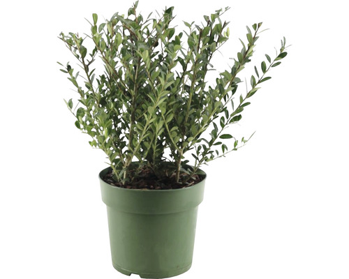 Bergilex FloraSelf Ilex crenata 'Jenny' H 15-25 cm Co 2.5 L vrouwelijke variëteit