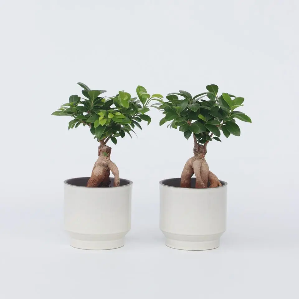 Chinese vijg - Set van 2 - Ficus microcarpa - Hoogte 30-40cm - ⌀12cm