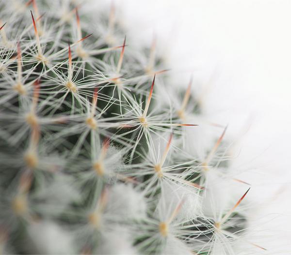 Warzenkaktus - Mammillaria hahniana