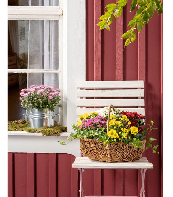 Chrysantheme 'Swifty', verschiedene Farben