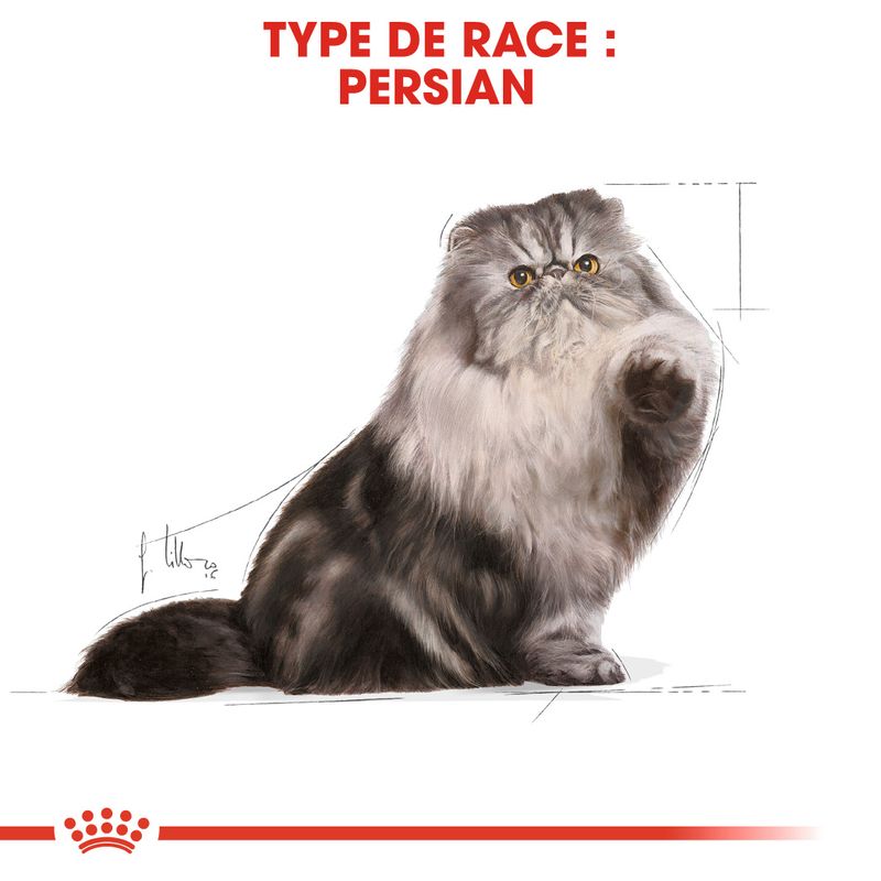 Royal Canin Persan Adult en mousse