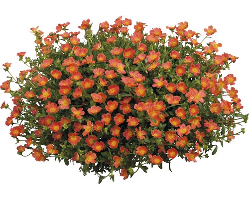 Portulaca grandiflora FloraSelf Ø 21 cm pot