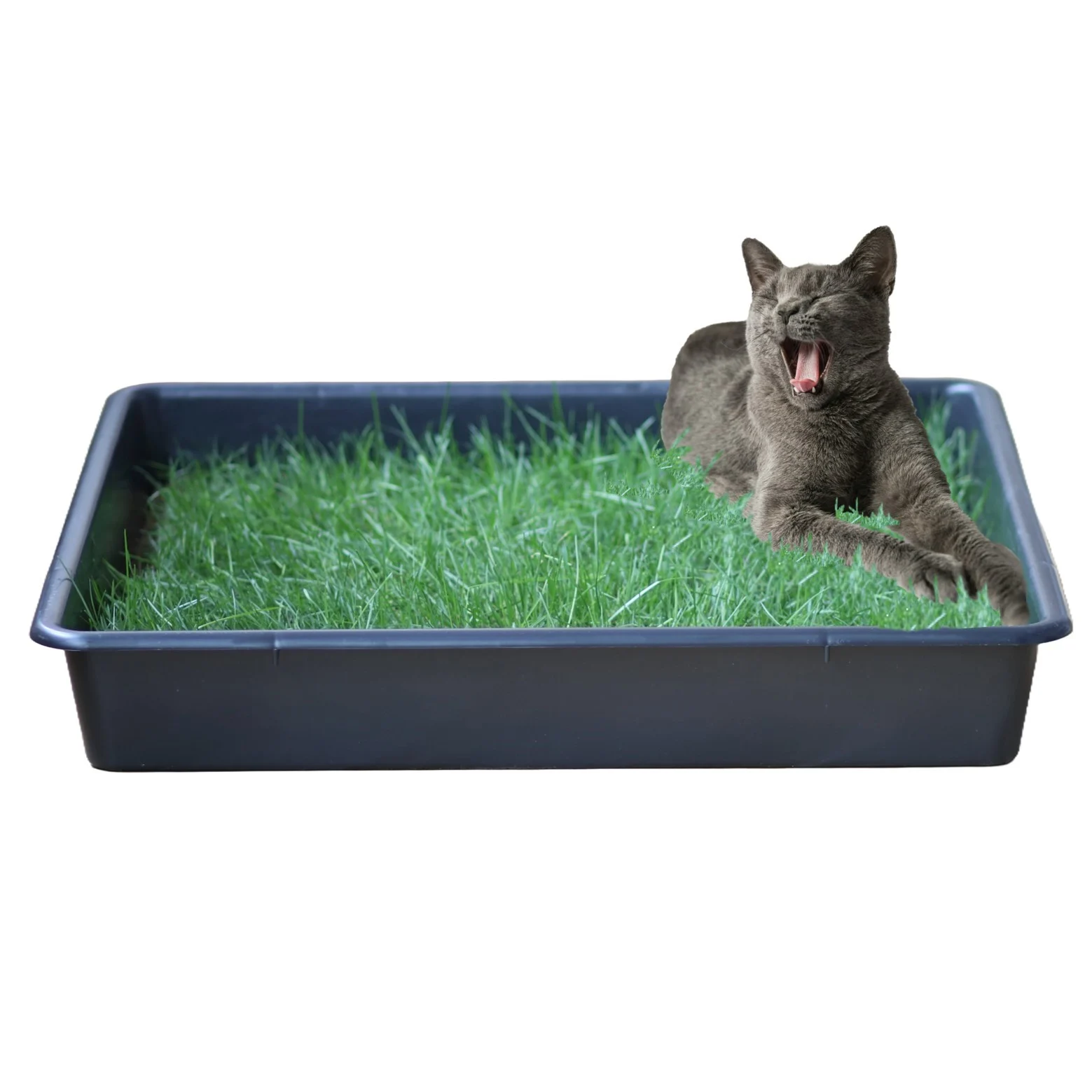 Petground, Caixa de Areia para Gatos, Cama de Grama Natural, Catnip, Tapete Aromático, Padrão
