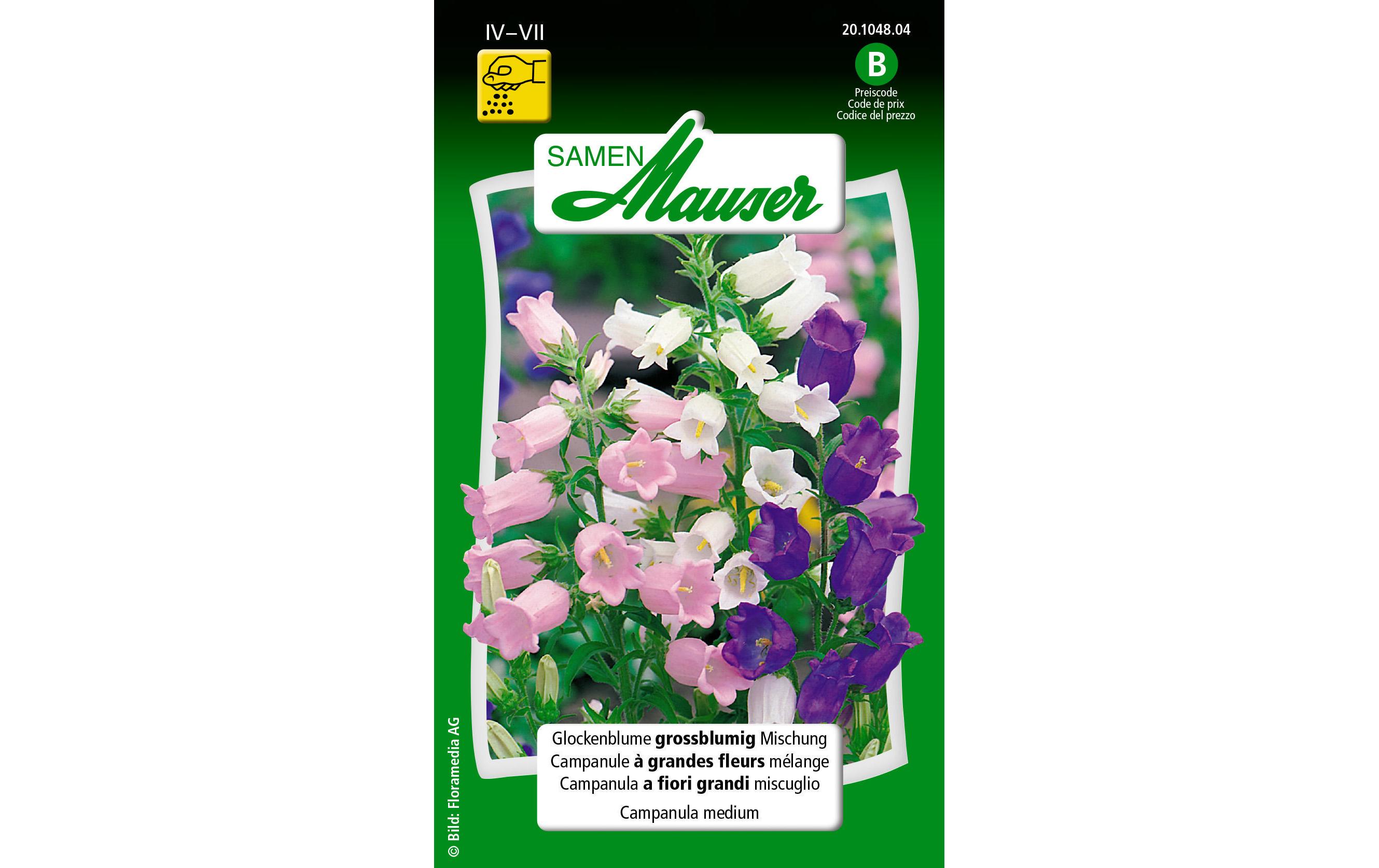 Saatgut Glockenblume grossblumige MischungBlumensamen