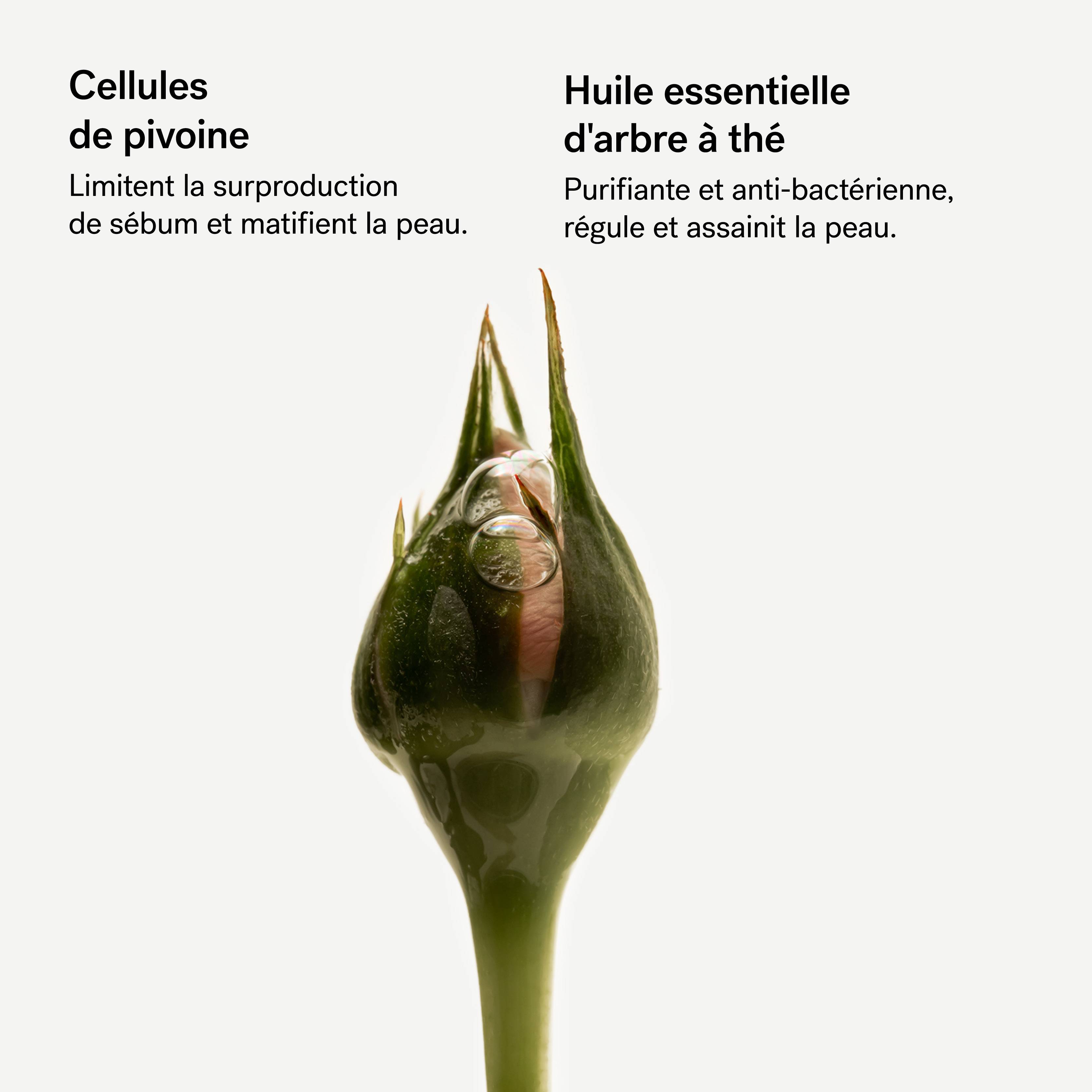 P61 - Assemblage botanique purifiant<br>à la pivoine