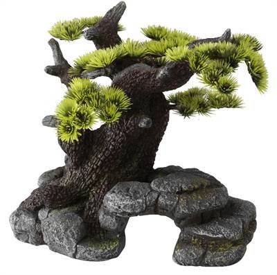 Bonsai Boom - Middelgroot