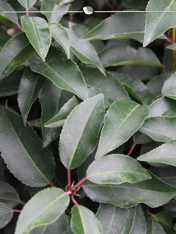 Portugiesischer Lorbeer Prunus Angustifolia 160-180 cm im Topf. 50x Kirschlorbeer