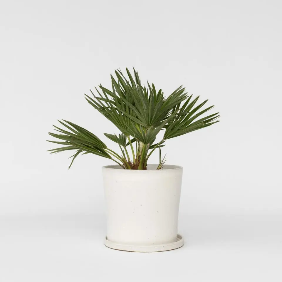Dwergpalm - Chamaerops 'Vulcano' - Hoogte 35-45cm - ⌀19cm
