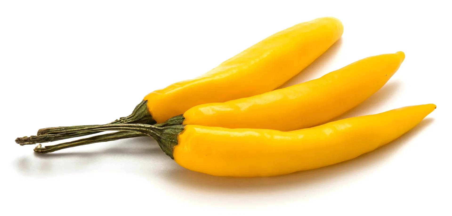 All Nature Capsicum 'Chili Lemon' 10,5 cm Chili 'Lemon Drop Chili' Ø10,5 cm