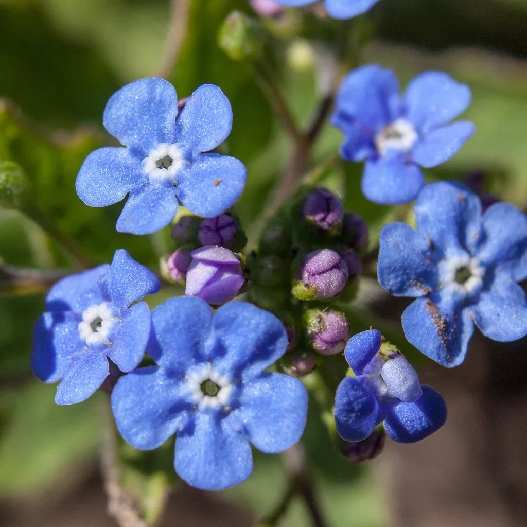 Brunnera macrophylla Forglemmegeisøster Ø11 cm