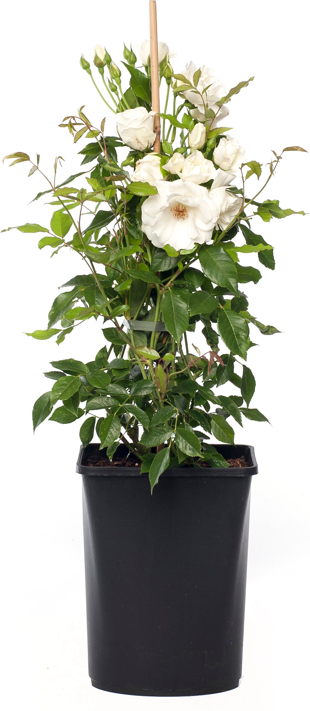 Klimroos (Rosa 'Climbing Iceberg') D 23 H 70 cm
