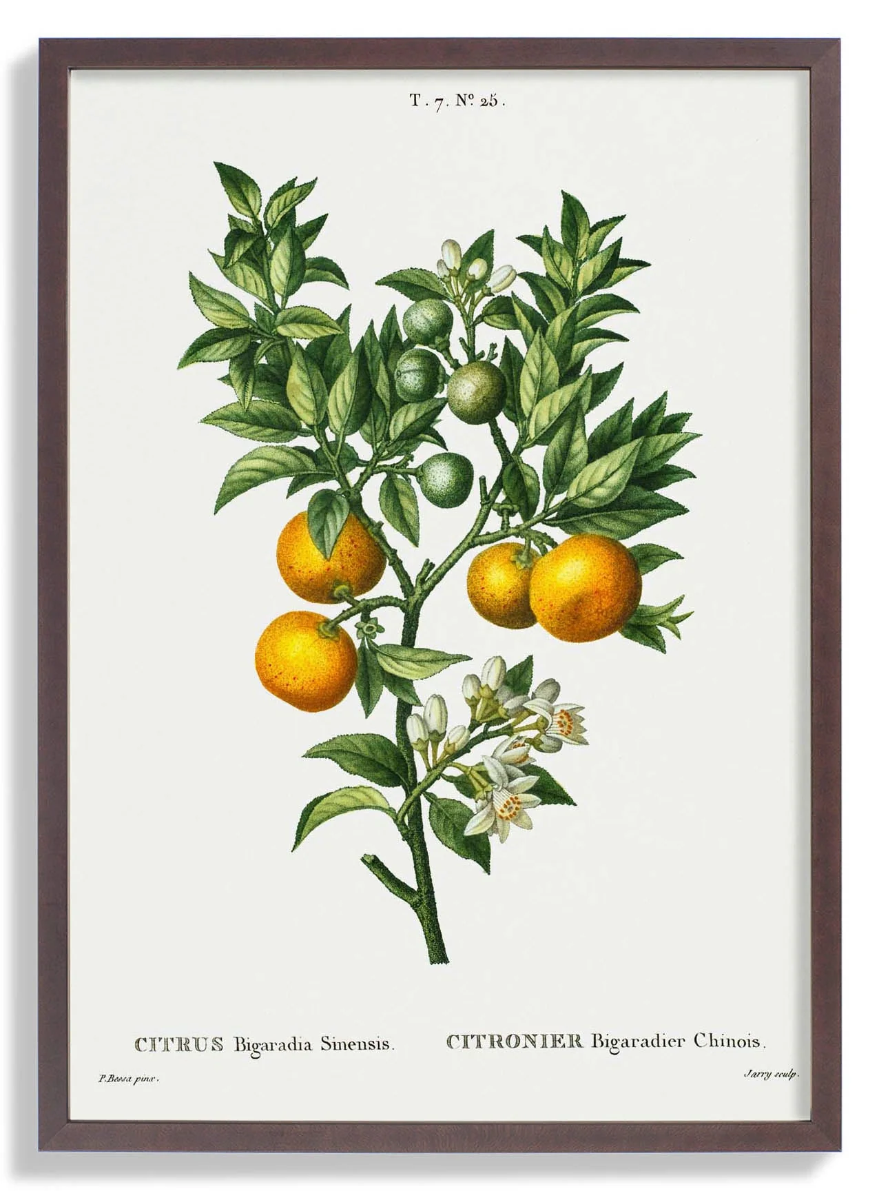 Bitterorange