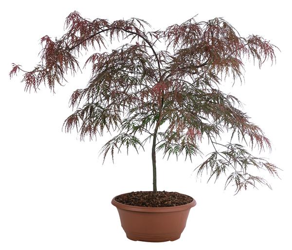 Dunkelroter Schlitz-Ahorn 'Dissectum Garnet',