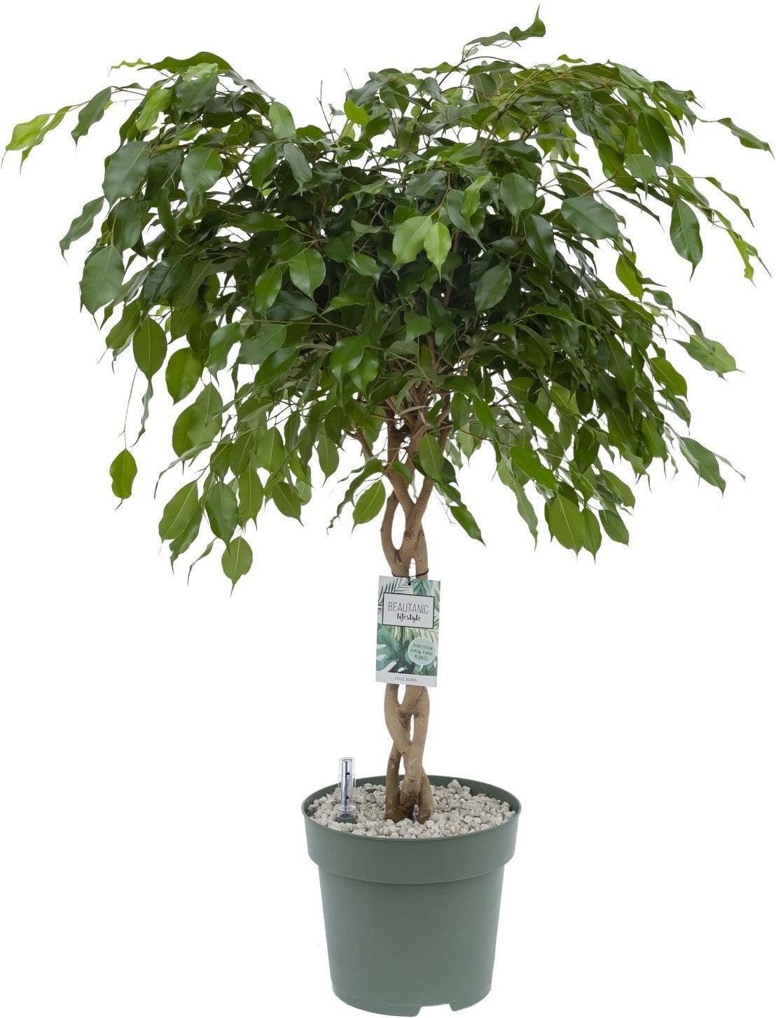 Treurvijg op gevlochten stam (Ficus benjamina 'Adora') D 27 H 120 cm