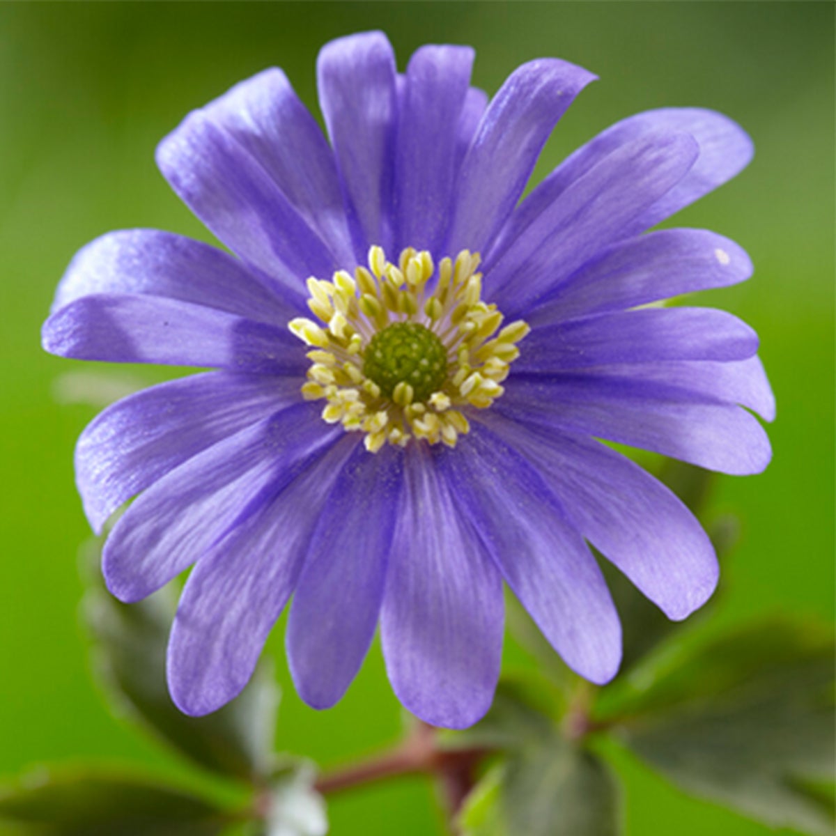 Bloomique – Mix van 50 – Anemone Blanda – Oosterse Anemoon – Kleurenmix – Bloembollen – Voorjaarsbloeier – Vaste planten – Wordt 10–15 cm hoog
