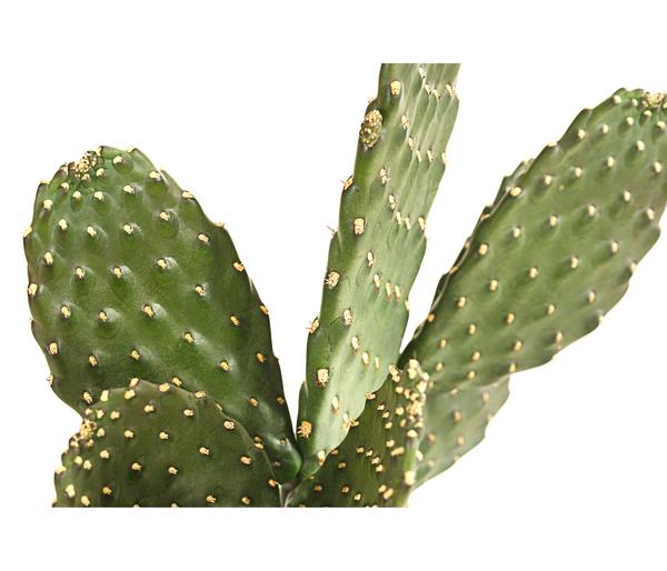 Feigenkaktus - Opuntia consolea