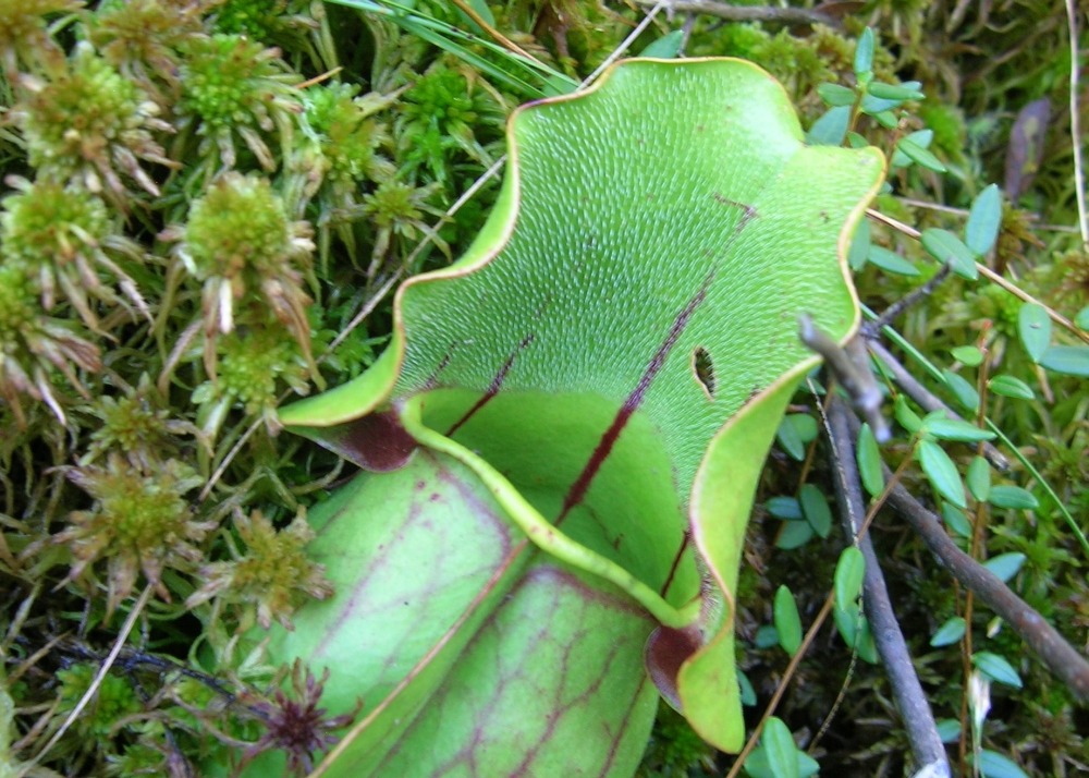 Jardin dans le sac - sarracénie pourpre - 10 graines - sarracenia flava / s. Purpurea - mix