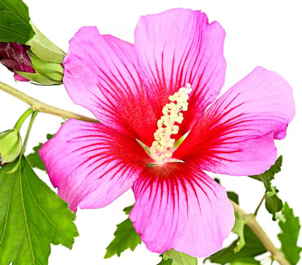 Hibiskus 'Silke' - Garten-Eibisch