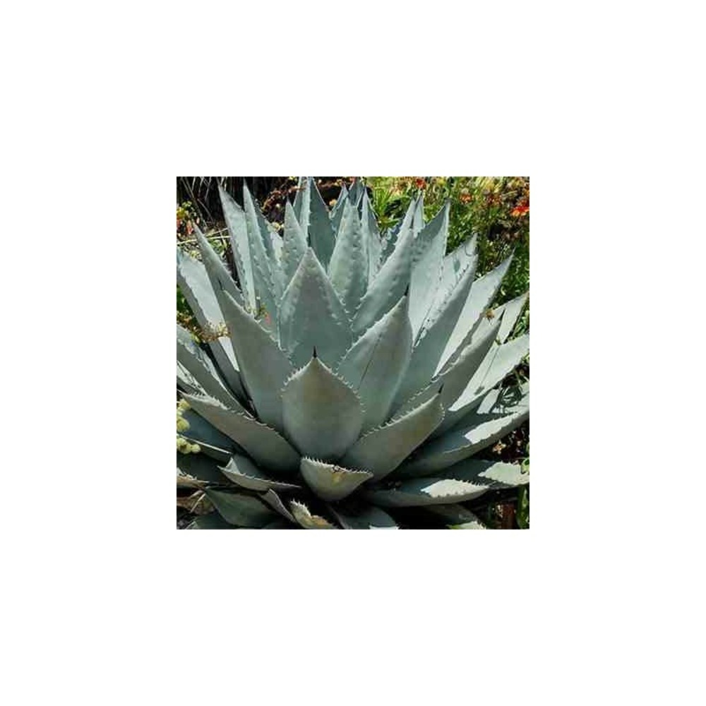 Agave americana cv. Havardiana jaune - taille pot de 5 litres