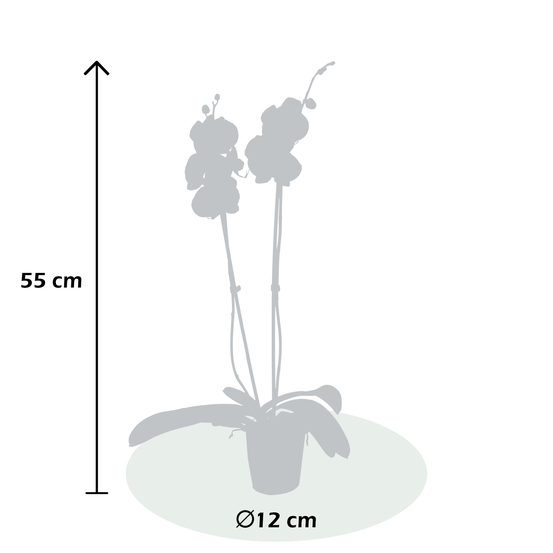 PHALAENOPSIS CHAMPAGNE 2 TIGES D12 H55