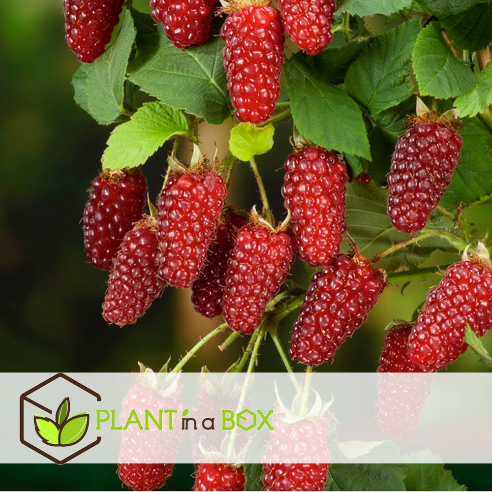 Rubus tayberry - set de 3 - plante de jardin - mûre - pot 9cm - hauteur 25-40cm
