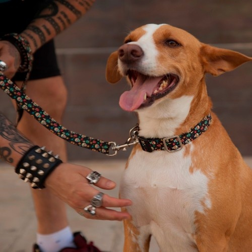 Coleira para cães Pappy com caveira mexicana