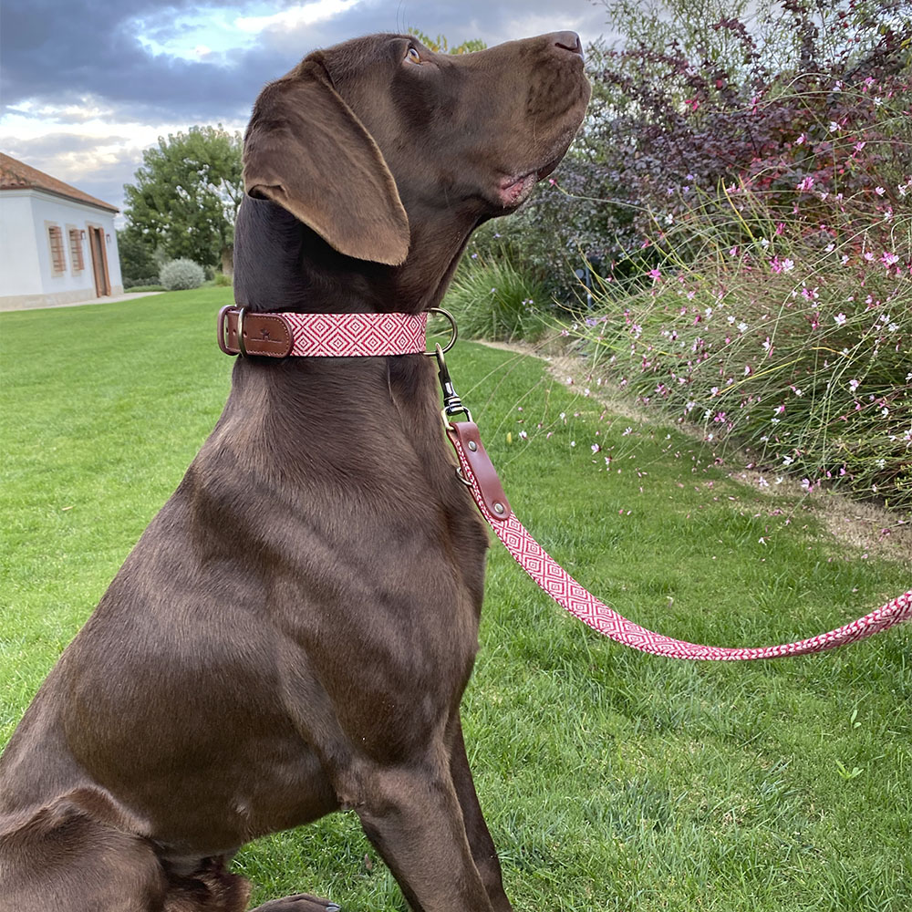 Ladran Gaucho Correa Mambo feito à mão para cães