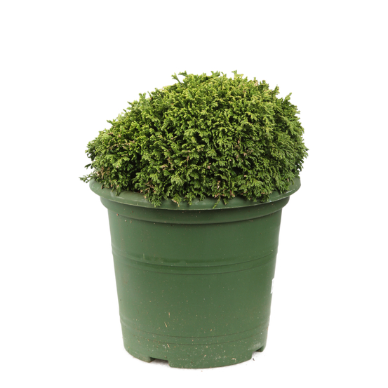Chamaecyparis pisifera 'Hime-Sawara' pot D2,5cm