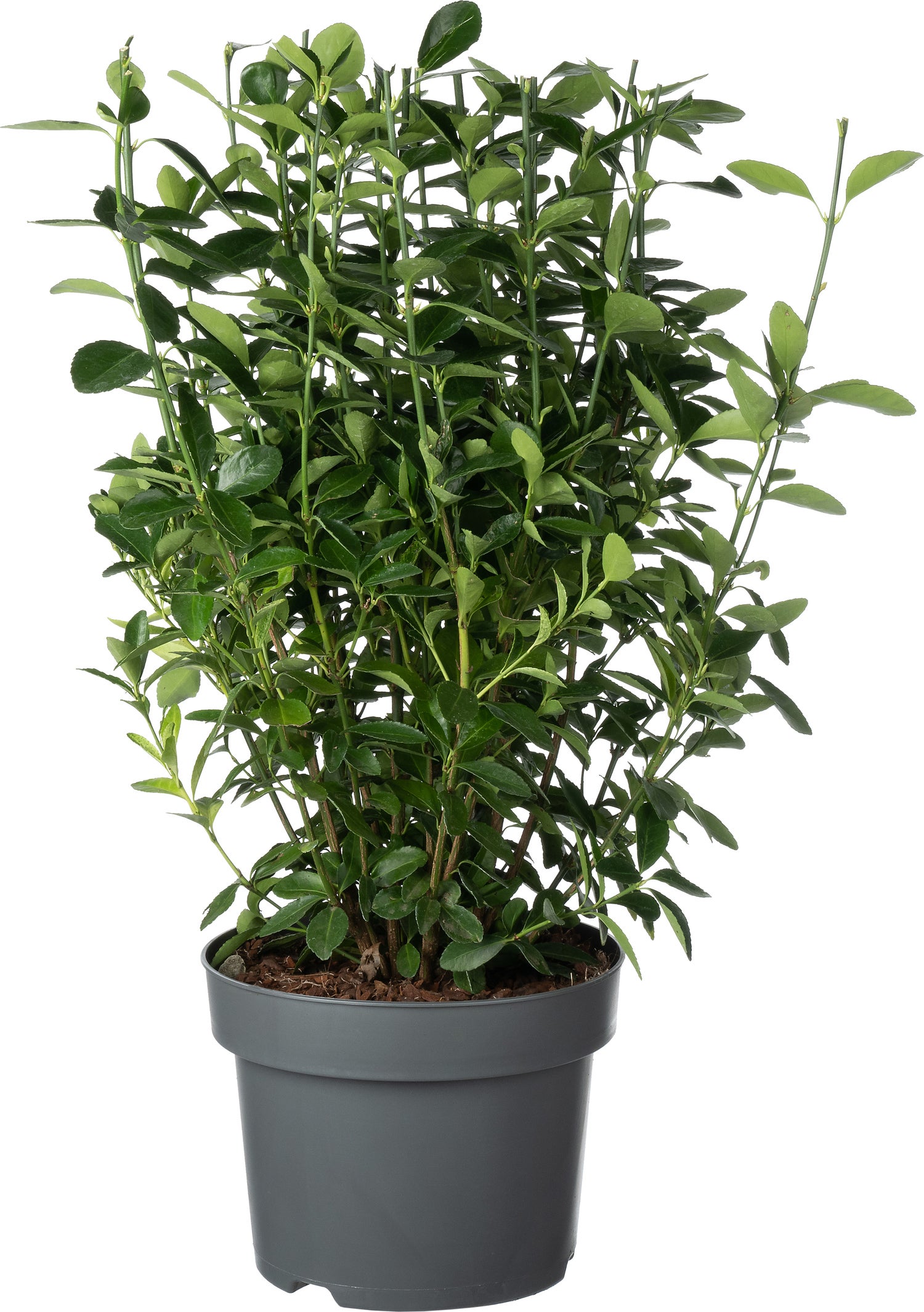 Japanse Kardinaalsmuts (Euonymus japonica 'Himalaya') D 23 H 50 cm