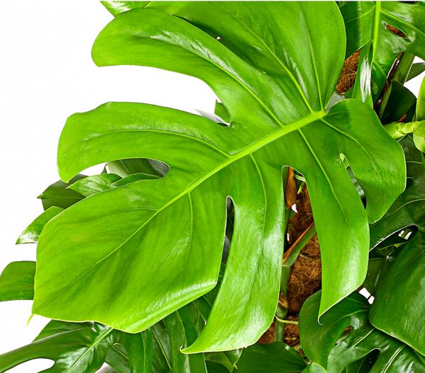Fensterblatt - Monstera deliciosa am Moosstab