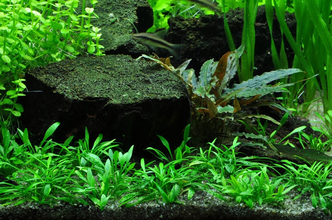 Waterplant Cryptocoryne Parva
