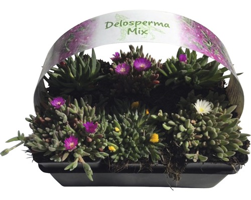 IJsplant FloraSelf Delosperma cooperi Ø 7 cm Pot 6 st