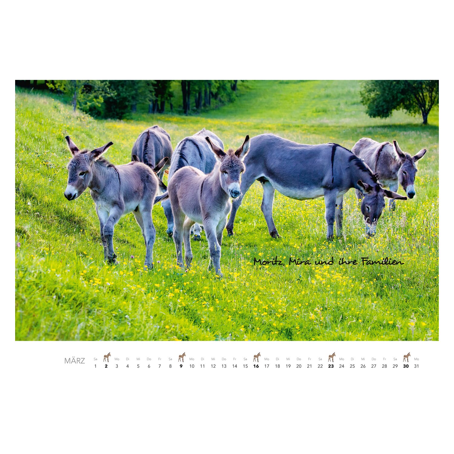 Kalender Esel  - 2025