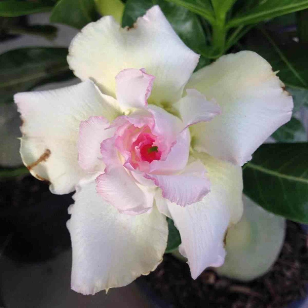 Adenium obesum cv.tivanon white blanc et rose - taille caudex d'environ 2000g 25/30cm très gros caudex