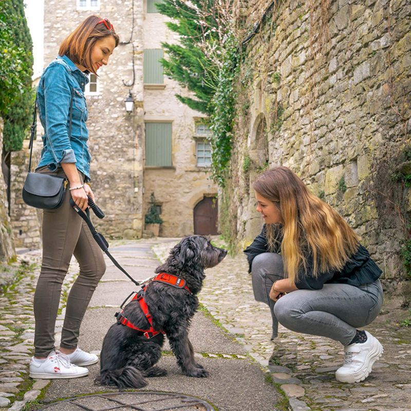 Confort Trek - Harnais pour chien