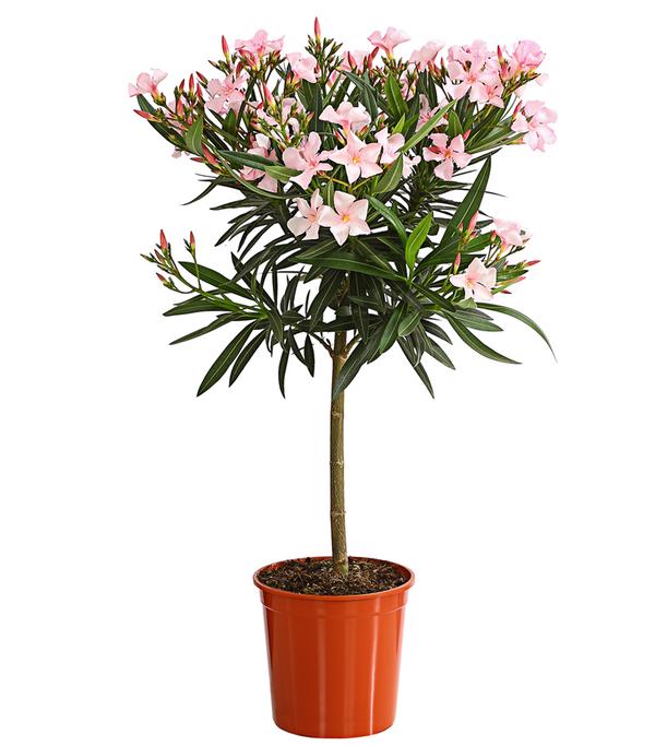 Oleander, Stämmchen, verschiedene Farben