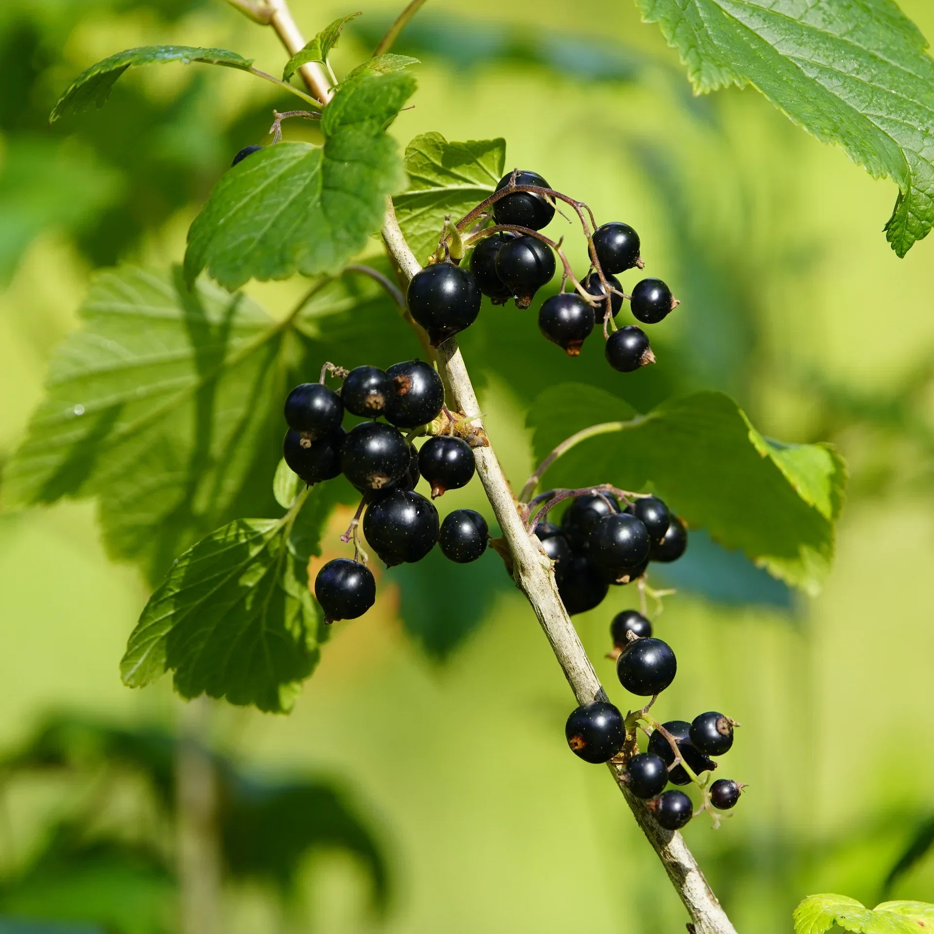 Ribes nigrum 'Black Marble' Ø13 cm