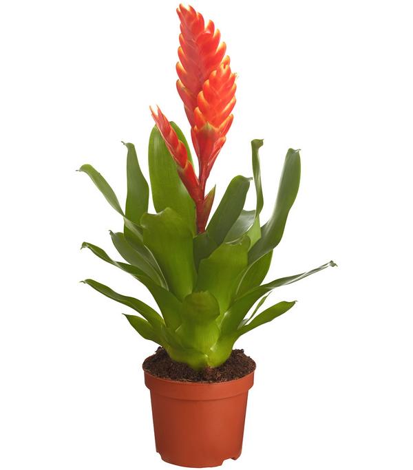 Vriesea - Bromelia cultivars, verschiedene