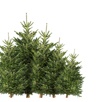 Nordmann Kerstboom 275-300 cm