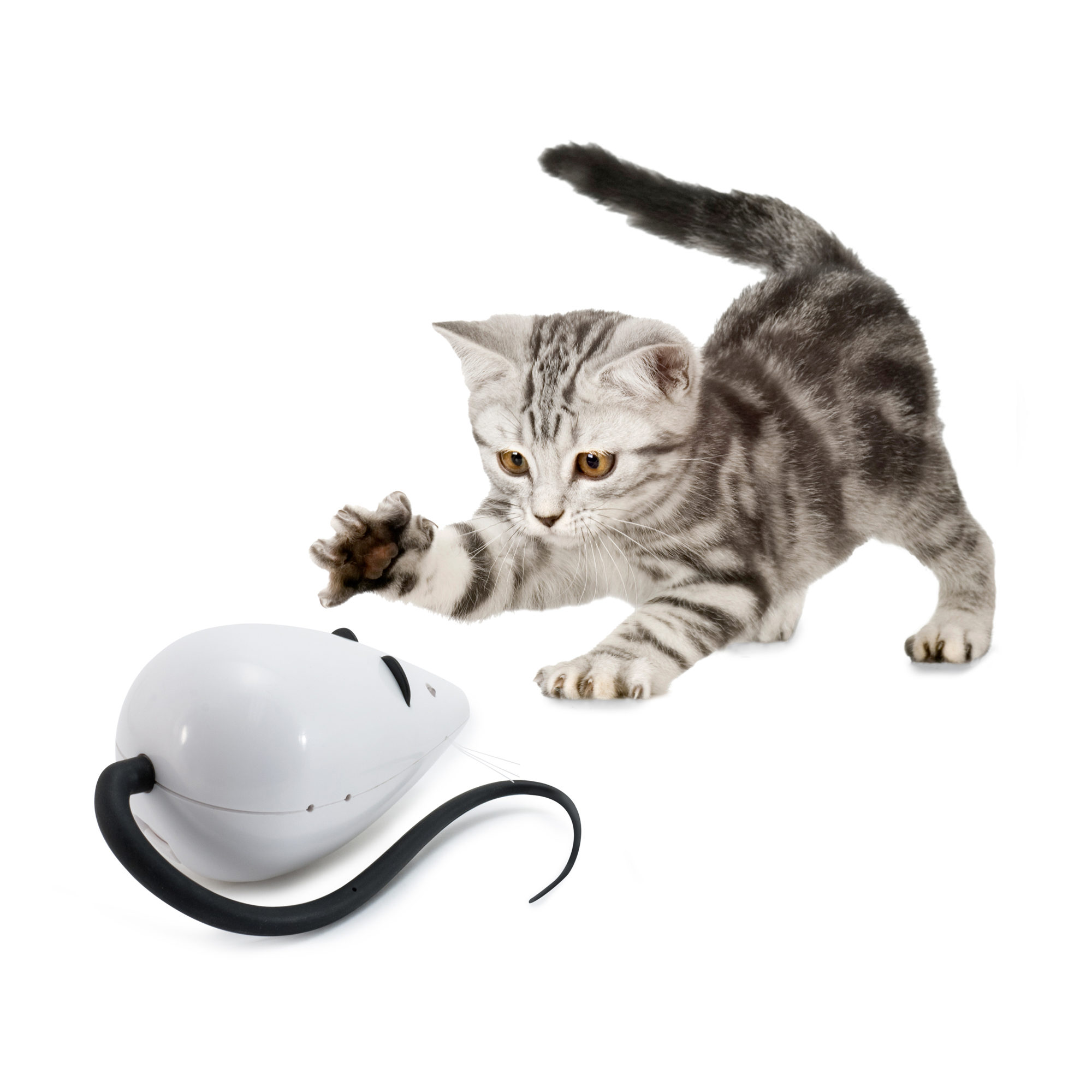 FroliCat RoloRat