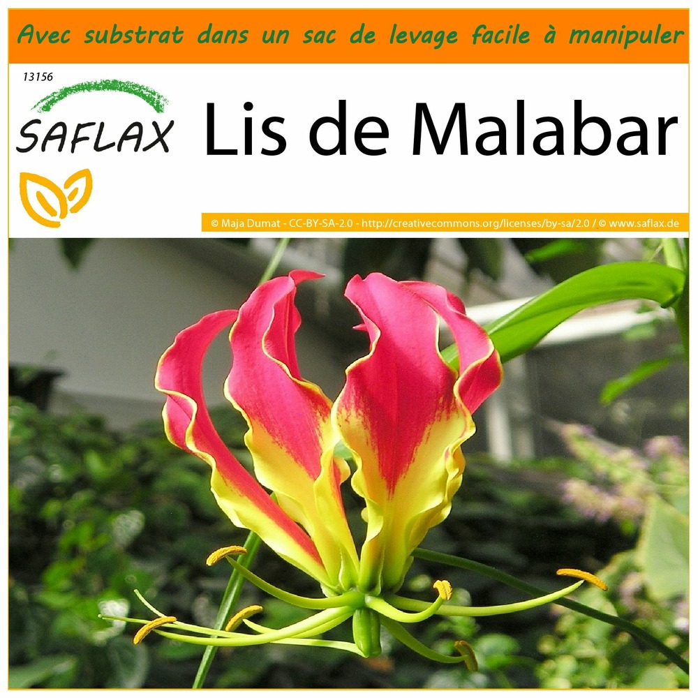 Jardin dans le sac - lis de malabar - 15 graines - gloriosa rothschildiana