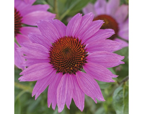 Zonnehoed Mix FloraSelf Echinacea purpurea H 30-40 cm Co 5 L diverse soorten