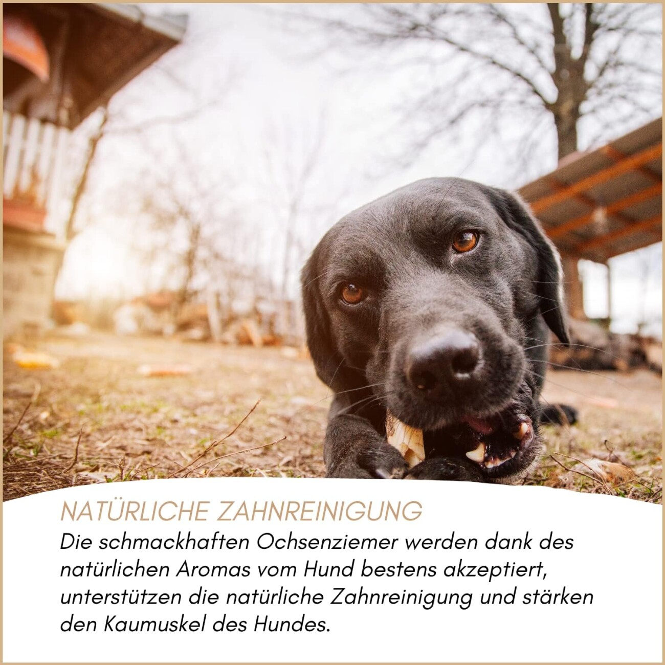 Supravit Ochsenfiesel kurz ca. 20cm 10St. Hundekausnack