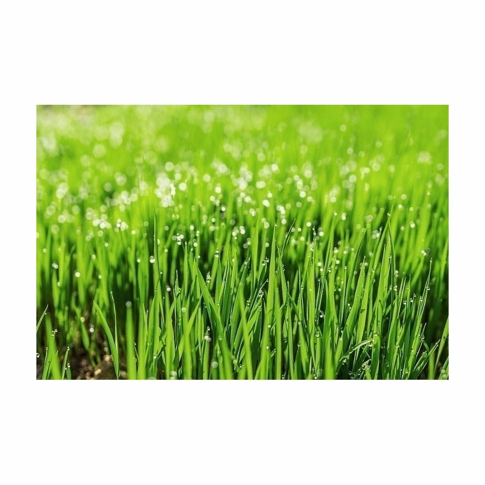 Terreau lombricompost régénérant 20 kg
